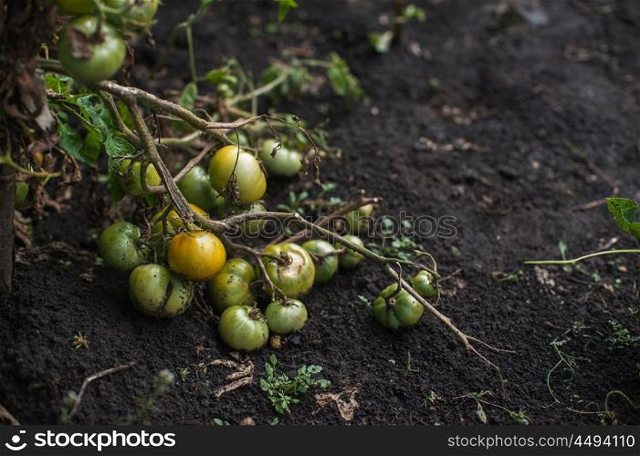 Fresh harvesting tomatoes. Fresh harvesting tomatoes on the ground