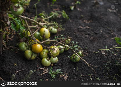 Fresh harvesting tomatoes. Fresh harvesting tomatoes on the ground