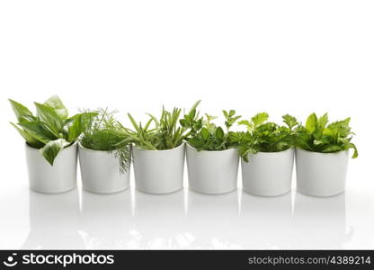 Fresh Herbs Assortment In White Cups