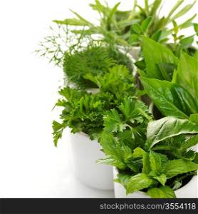 Fresh Herbs Assortment In White Cups,Close Up