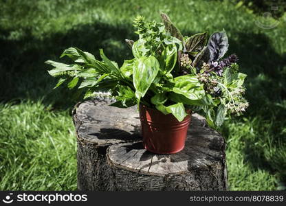 Fresh herbs in garden. Green meadow