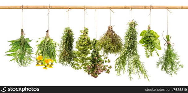 Fresh herbs isolated on white background. Hanging bunches of dill, basil, rosemary, thyme, oregano, marjoram, dandelion, nettle. Tasty food ingredients