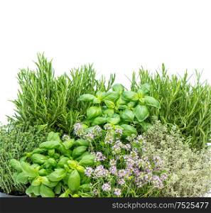 Fresh herbs on white background. Food ingredients. Basil, rosemary, thyme