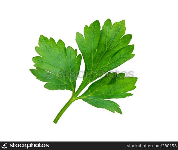fresh herbs parsley isolated on white
