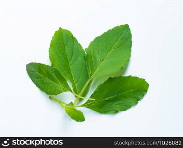 Fresh holy basil leaves