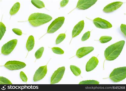 Fresh holy basil leaves on white background