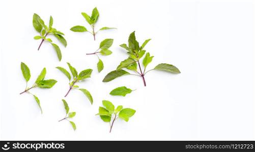 Fresh holy basil leaves on white background. Copy space