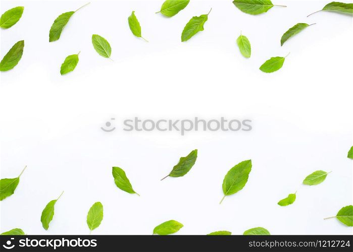 Fresh holy basil leaves on white background. Copy space