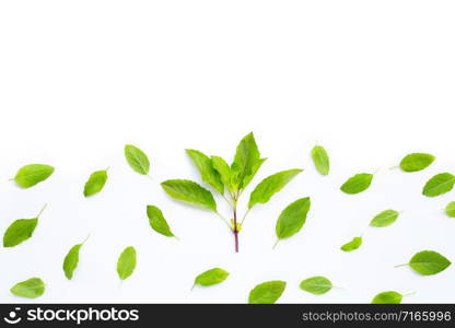 Fresh holy basil leaves on white background. Copy space