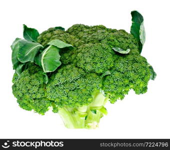 Fresh Juicy Green Broccoli on White Background Studio Photo. Fresh Juicy Green Broccoli on White Background