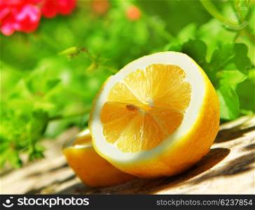 Fresh juicy slice of lemon fruit, garden&rsquo;s harvest season