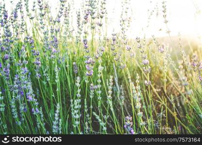Fresh lavender background with sunlight