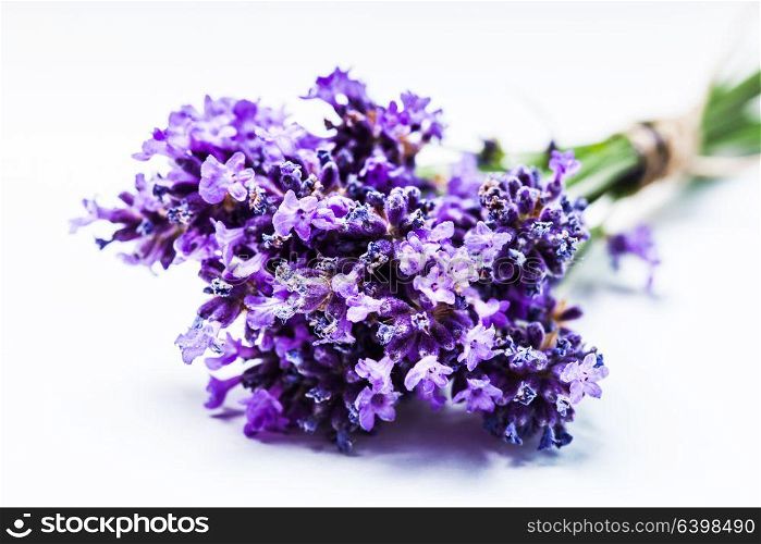 Fresh lavender bunch close up over white background. Lavender bunch close up