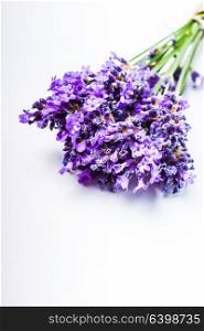 Fresh lavender bunch close up over white background. Lavender bunch close up