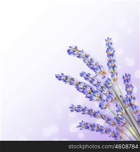 Fresh lavender flowers border, little posy of aromatic medicinal herb, fresh plant of purple flower, spa aromatherapy, organic floral branch isolated on white background