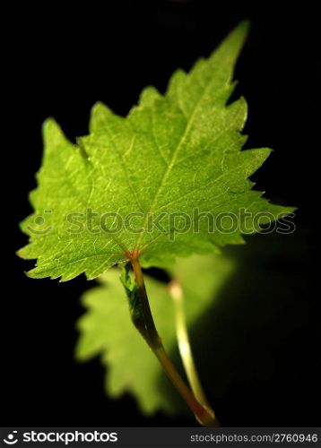 fresh leaf