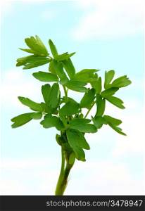 fresh leaf herb parsley on sky