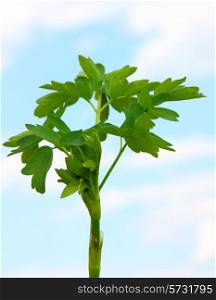fresh leaf herb parsley on sky