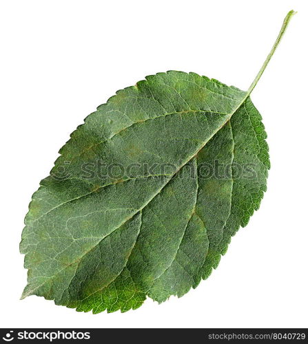 fresh leaf of Apple tree (Malus domestica) isolated on white background
