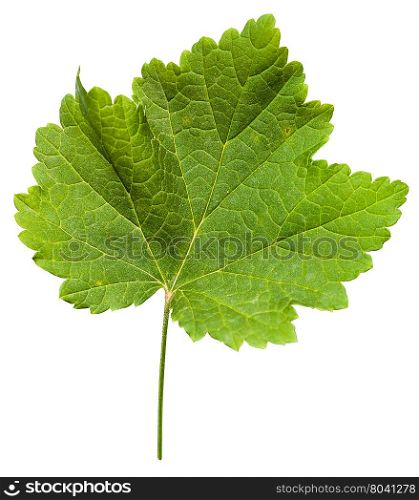 fresh leaf of grape vine plant (Vitis vinifera) isolated on white background