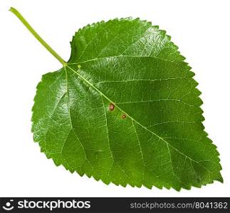 fresh leaf of Morus tree (black mulberry, blackberry, Morus nigra) isolated on white background