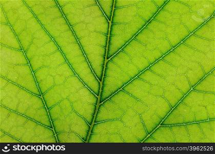 fresh leaf of plant close up