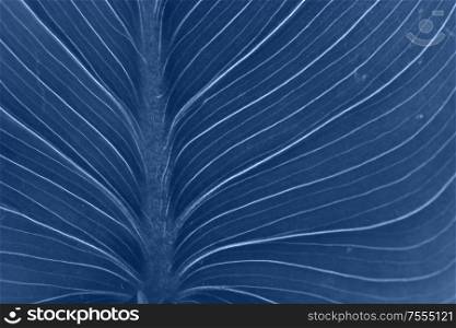 fresh leaf veins close up macro background in classic blue color. fresh green leaf