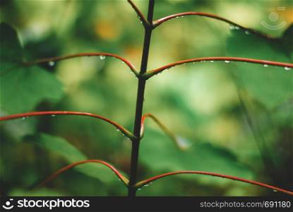 Fresh leaf with water drop falling. Natural background