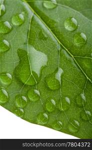 fresh leaf with water droplets isolated
