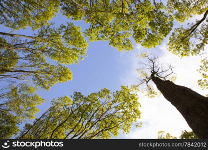fresh leaves of oak trees against blue sky