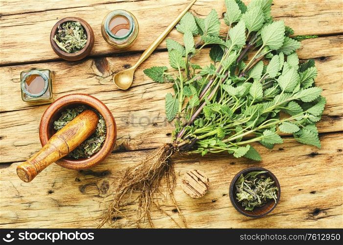 Fresh lemon balm bush, dried melissa leaves and medicinal elixir.Natural medicine,herbs. Healing herbs on wooden table