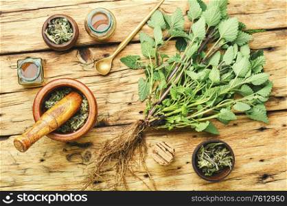 Fresh lemon balm bush, dried melissa leaves and medicinal elixir.Natural medicine,herbs. Healing herbs on wooden table