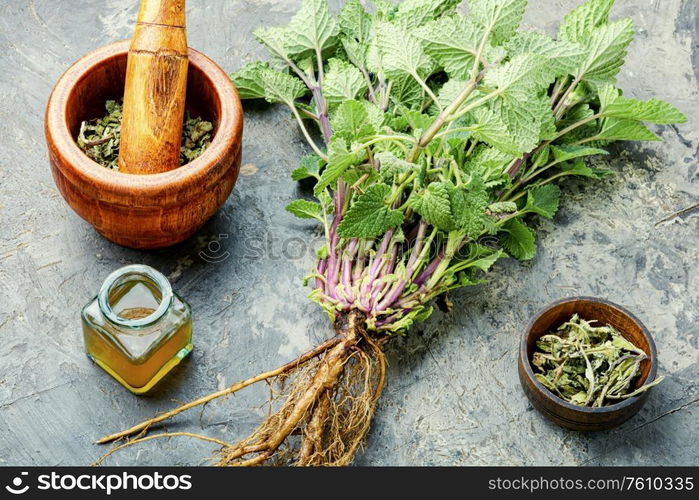 Fresh lemon balm bush, dried melissa leaves and medicinal tincture.Medicinal herbs.. Melissa or lemon balm