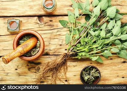 Fresh lemon balm bush, dried melissa leaves and medicinal tincture.Medicinal herbs.. Healing herbs on wooden table