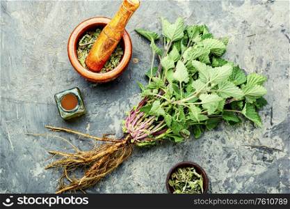 Fresh lemon balm bush, dried melissa leaves and medicinal tincture.Medicinal herbs.Herbal medicine. Melissa or lemon balm