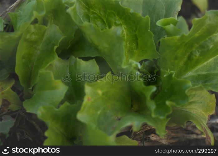 Fresh lettuce in the earth ready