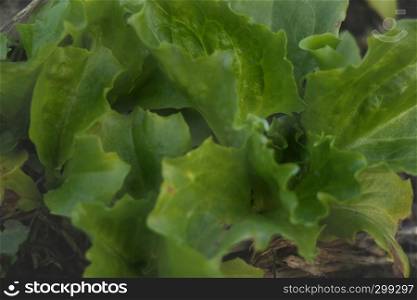 Fresh lettuce in the earth ready