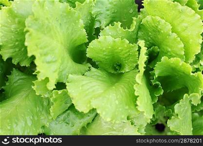 Fresh lettuce in the garden