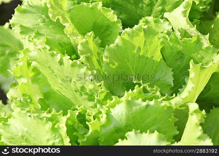 Fresh lettuce in the garden