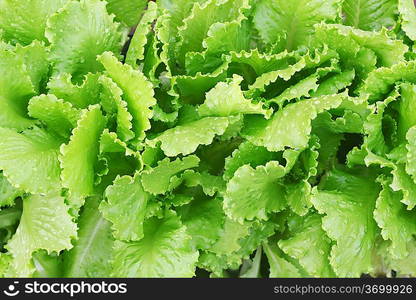 Fresh lettuce in the vegetable garden