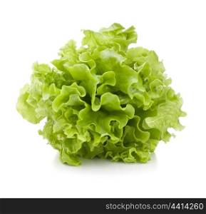 Fresh lettuce salad leaves bunch isolated on white background cutout