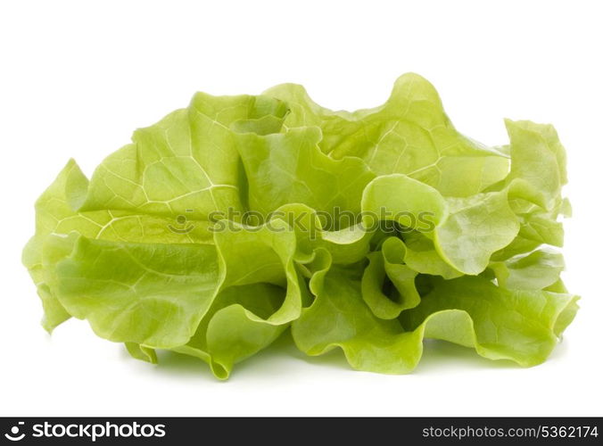 Fresh lettuce salad leaves bunch isolated on white background cutout