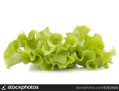 Fresh lettuce salad leaves bunch isolated on white background cutout