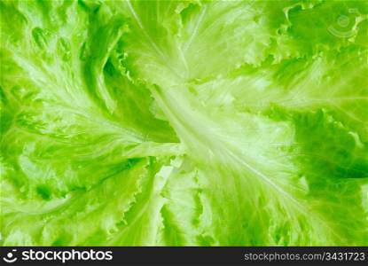 Fresh lettuce, top view. Lettuce