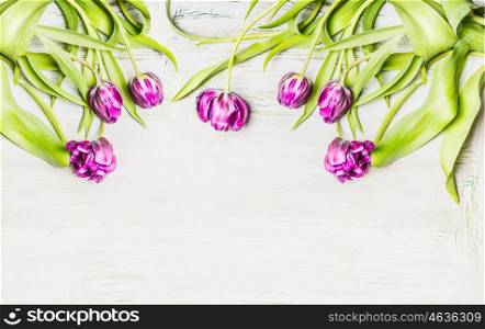 Fresh lila tulips , flowers border on white wooden background, top view