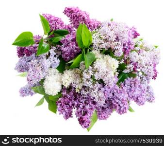 Fresh lilac flowers bunch isolated over white background. Fresh lilac flowers