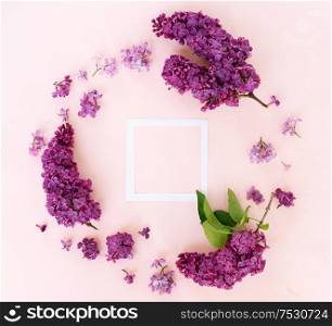 Fresh lilac flowers over pink background frame with copy space, flat lay floral composition. Fresh lilac flowers