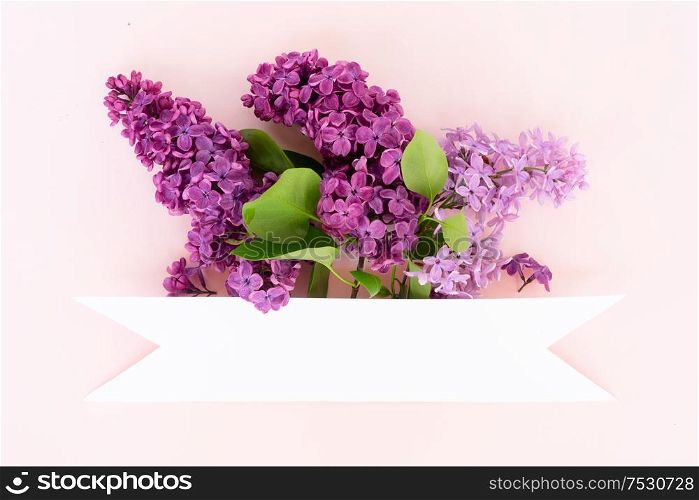 Fresh lilac flowers over pink background with copy space, flat lay floral composition with copy space. Fresh lilac flowers