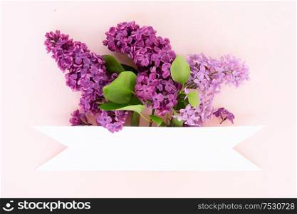 Fresh lilac flowers over pink background with copy space, flat lay floral composition with copy space. Fresh lilac flowers