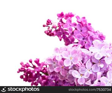 Fresh lilac flowers twig isolated over white background. Fresh lilac flowers
